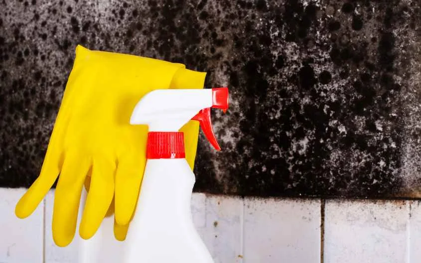 Mold and Mildew Removal Services in Washington DC - Lexi Clean